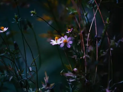 Sleep Story: The Golden Goose