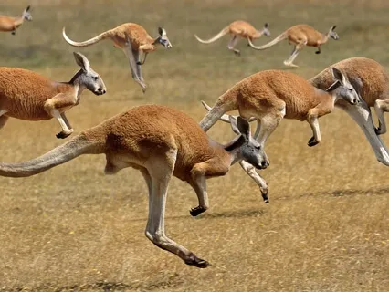 Sleep Story - The Kangaroo