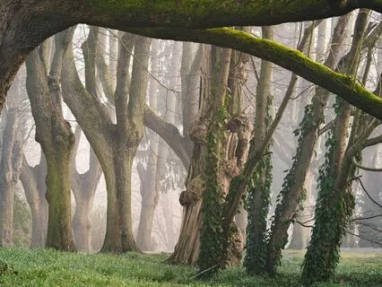 Sleep Story "The Lantern Grove"