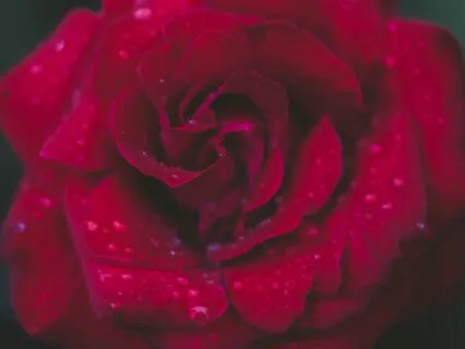 Sleep Story: The Loveliest Rose In The World