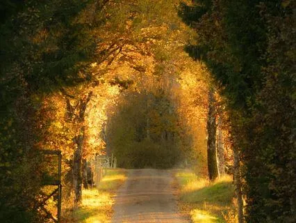 Sleep Story - The Quiet Path Home - 14 Mins. 1Hr Music