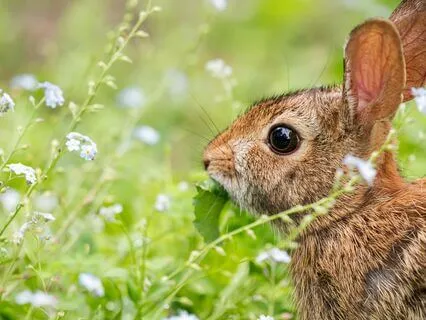 Sleep Story: The Tortoise & The Hare