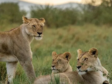 Sleep Story: The Veldt By Ray Bradbury