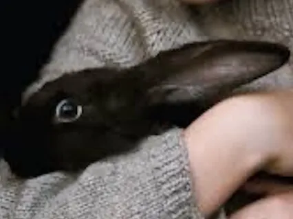 Sleep Story: The Velveteen Rabbit (Loved By Kids & Adults)