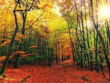 Sleep Story | The Whispering Grove