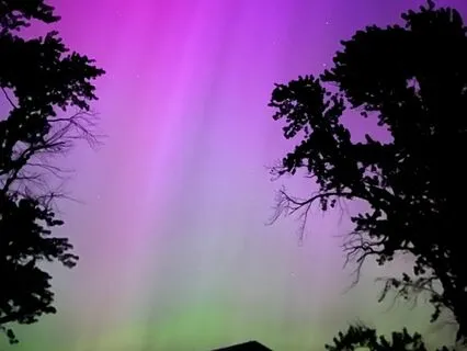 Sleep Story: The Wisdom Of The Ancient Trees