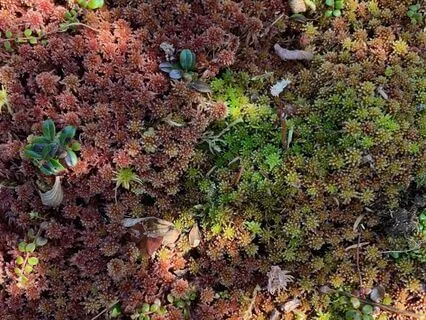 Sleep Story: Walk With Me In The Forest