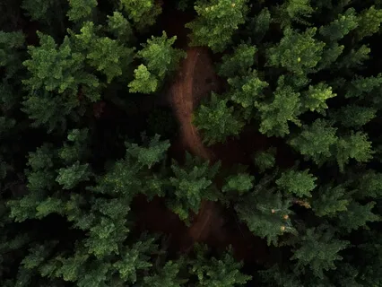 Sleep Talk Down And Dream Incubation: The Forest Walk