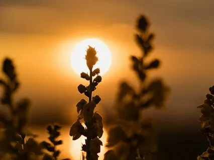 Sleep Talk Down To Fall Asleep Fast