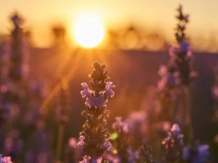 Sleep Talk Down To Remove Limiting Beliefs