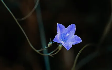 Sleep Tight With Summer Crickets - Sound Therapy