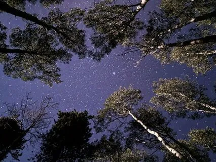 Sleep Under The Ancient Oaks: A Celtic Story For Deep Rest