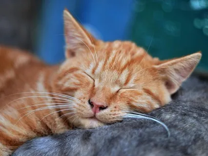 Sleep: Vital Function Or Waste Of Time?