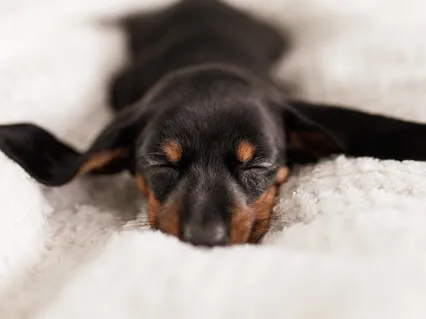 Sleep Well: How To Get A Good Night's Rest