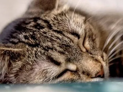 Sleep Whilst You Sleep | 8 Hour Deep Rest Soundscape