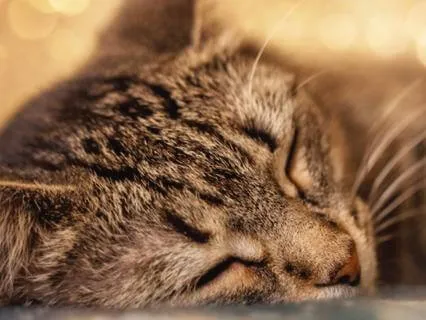 Sleep Whilst You Sleep: For Night-Time Anxiety & Rumination