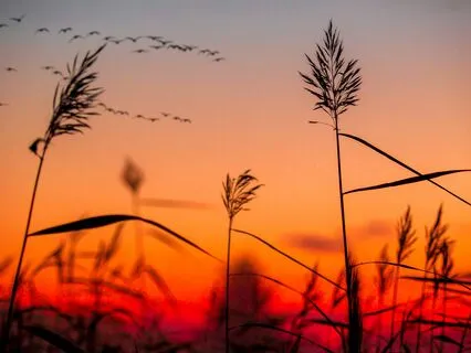 Letting Go Into Sleep