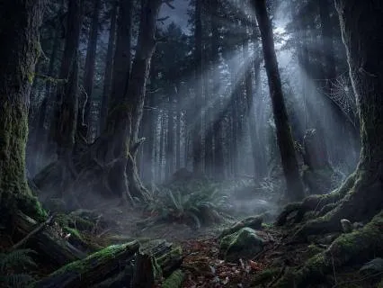 Sleep with Crickets in the Forest (8h)