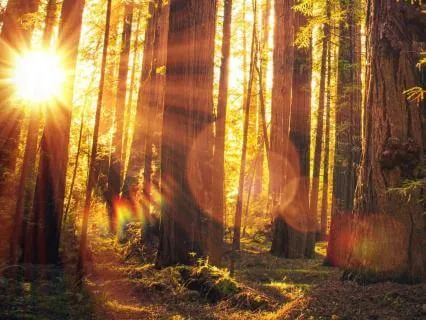 Sleep With Gratitude