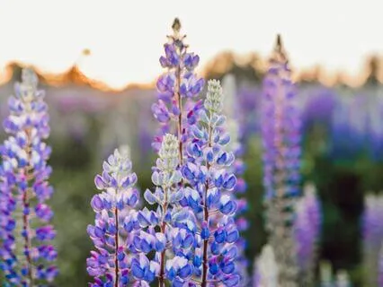 Sleep With Relaxing Flower Imagery