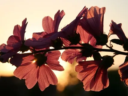 Sleep with Spring Peepers