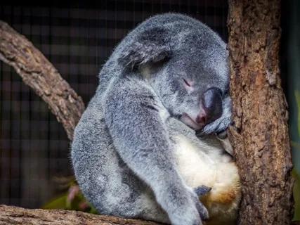 Sleepiness As A Gate To Inner Bliss