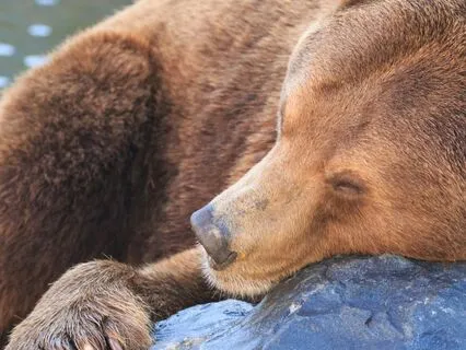 Sleeping Bear Sound Meditation