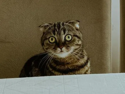 You Are Safe Here: Always With Me Kalimba