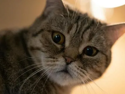 Fly Into Dreams: Soft Kalimba Sleep Therapy