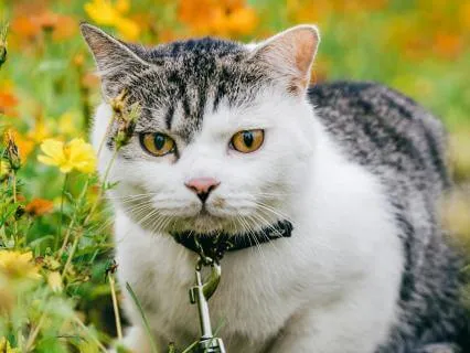 A Quiet Forest Night: Gentle Sleep Kalimba