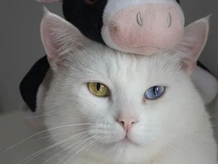 Soft Healing Before Sleep: Maybe Kalimba Cover