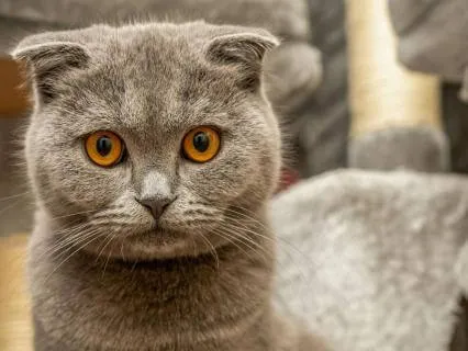 Moonlight Calm: Sleep Easy with Moon River Kalimba