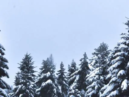 Sleeping Pines