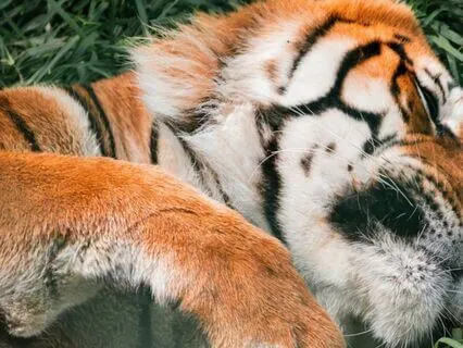 Sleeping Tiger Meditation