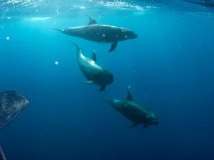 Sleeping with Whales and Dolphins 8Hs