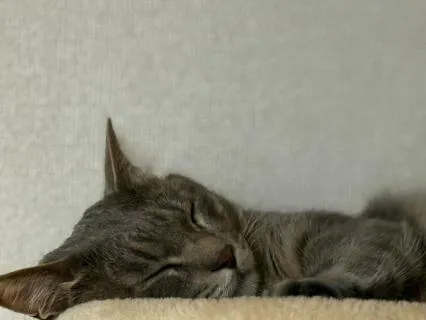 Sleepy Audiobook Collection (With Rain)