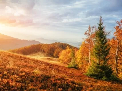 Sleepy Autumn Forest (Music With Forest Wind Sounds)