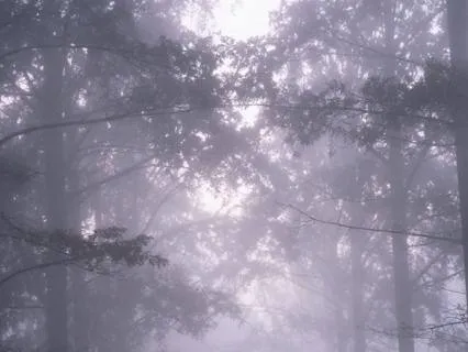 Sleepy Forest · Nature Sounds For Deep Sleep