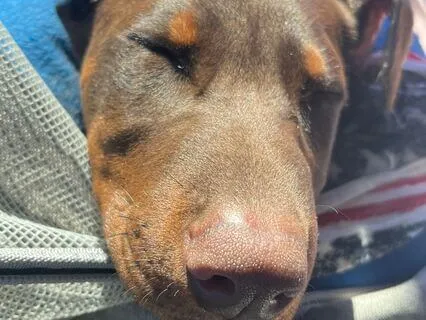 Sleepy Like A Comfortable Puppy!