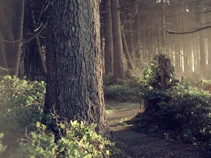 Sleepy Stories 12 - Let Go And Become Present