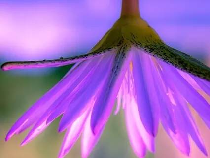 Sleepy Stories Chapter 11 - The Power Of Forgiveness