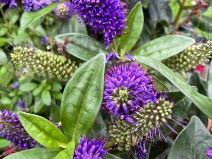 45 Minute Sleepy Tranquil Garden