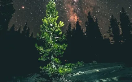 Sleepy Woodland Meditation