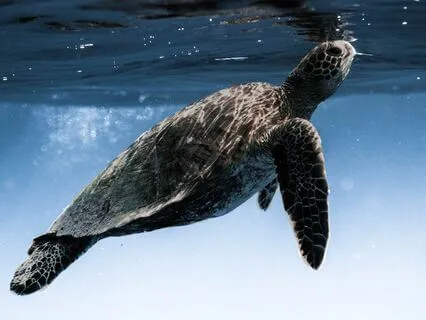 Slow And Funky Turtle Medicine | Mellow Soul Jazz Lofi Vibes