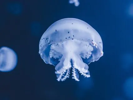 Slow Deep Sleep Music 528Hz