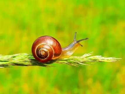Slow Down ~ Snail Medicine