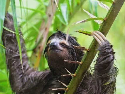 Slow Down! The Sloth Song