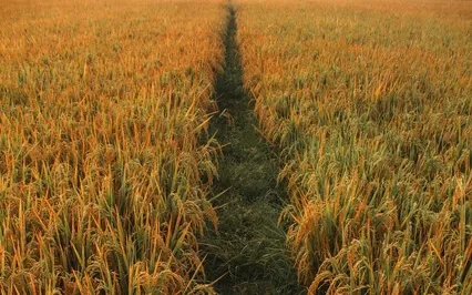 Slow Down To Live Authentically