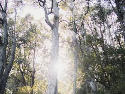 Slow Down To The Pace Of Nature Guided Visualisation