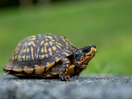 Slow Down With Virgo's New Moon